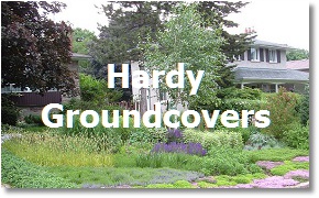 Landcaping Toronto; Groundcovers