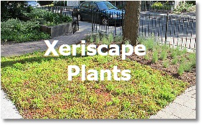 Landscaping Toronto; Xeriscape Plants
