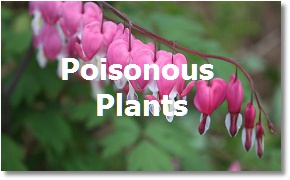 Landscaping Toronto; Poisonous Plants