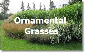 Landcaping Toronto: Ornamental Grasses